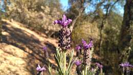 Image of French lavender