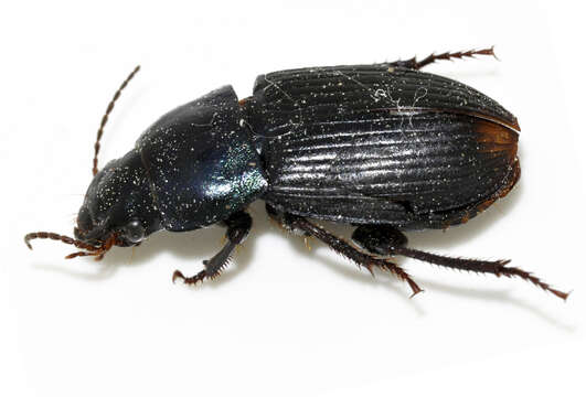 Sivun Harpalus (Harpalus) dimidiatus (P. Rossi 1790) kuva