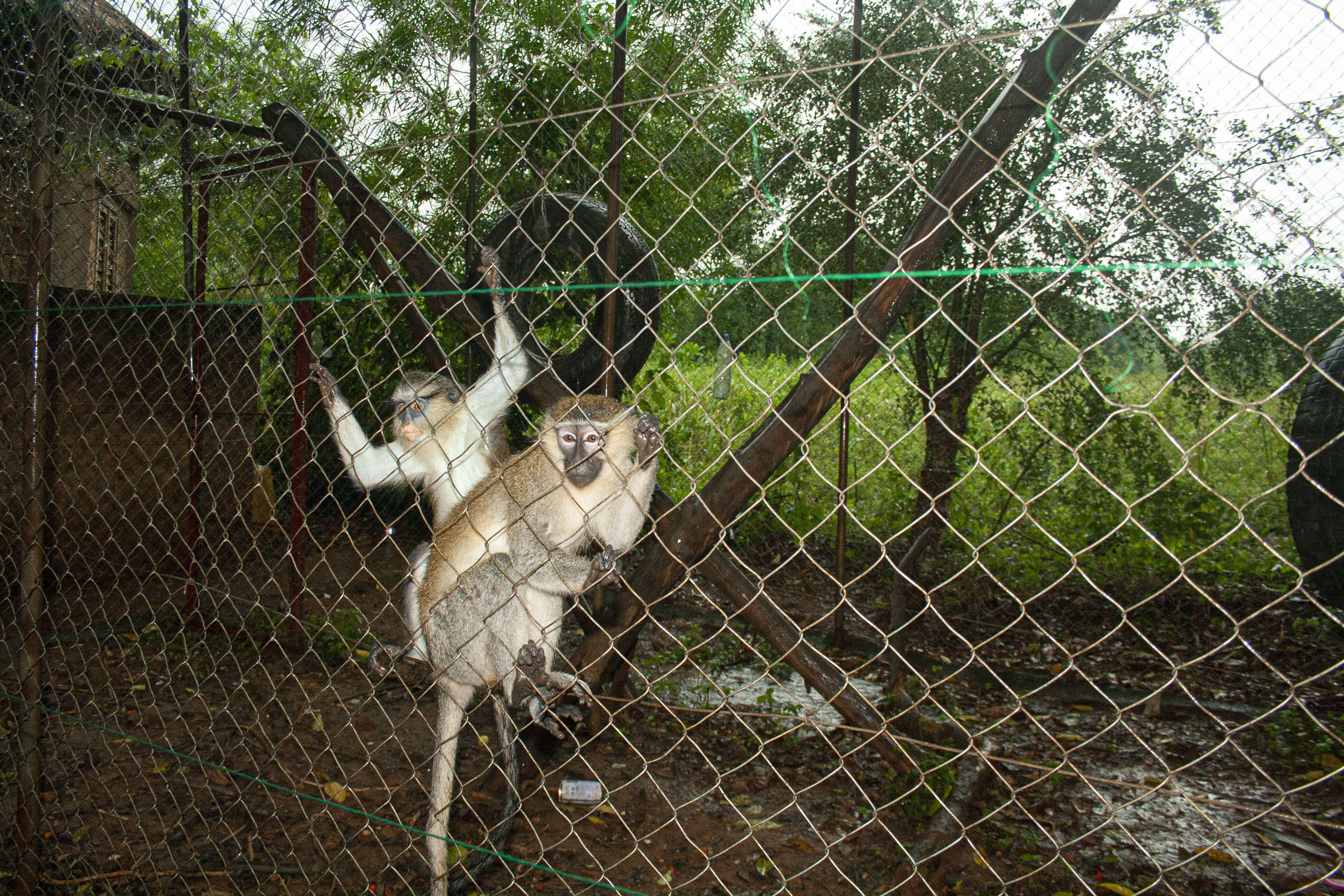 Image of Tantalus Monkey