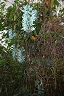 Image of Jade Vine