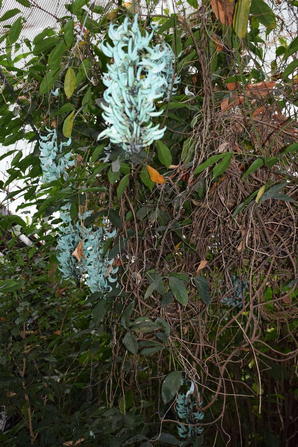 Image of Jade Vine