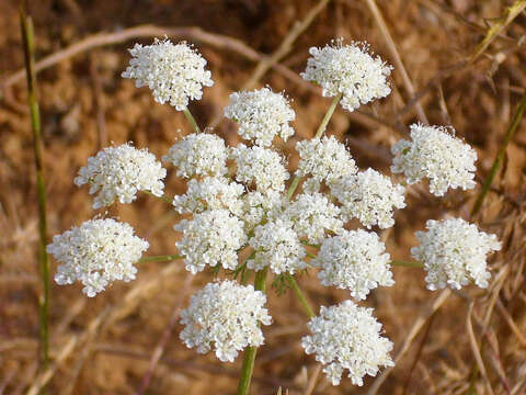 Слика од Oenanthe crocata L.