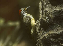 Image of Fine-spotted Woodpecker