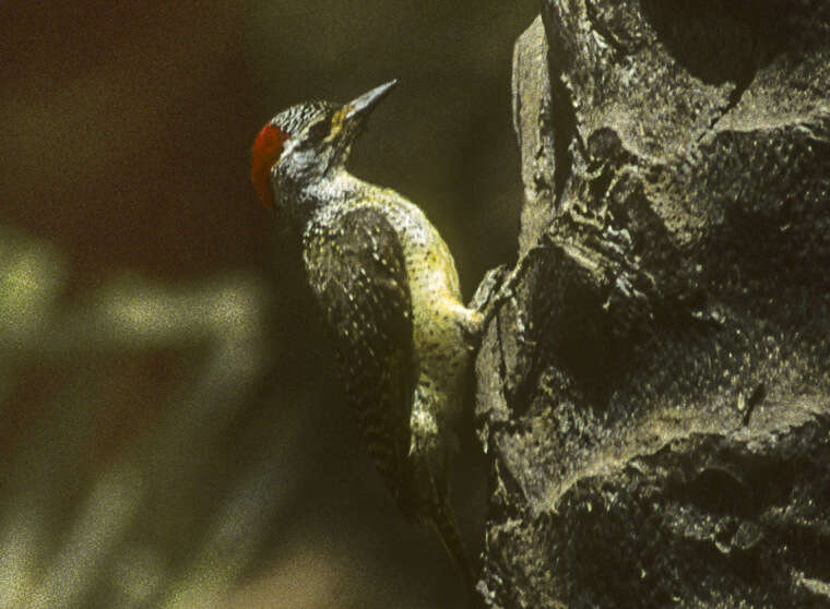 Image of Fine-spotted Woodpecker