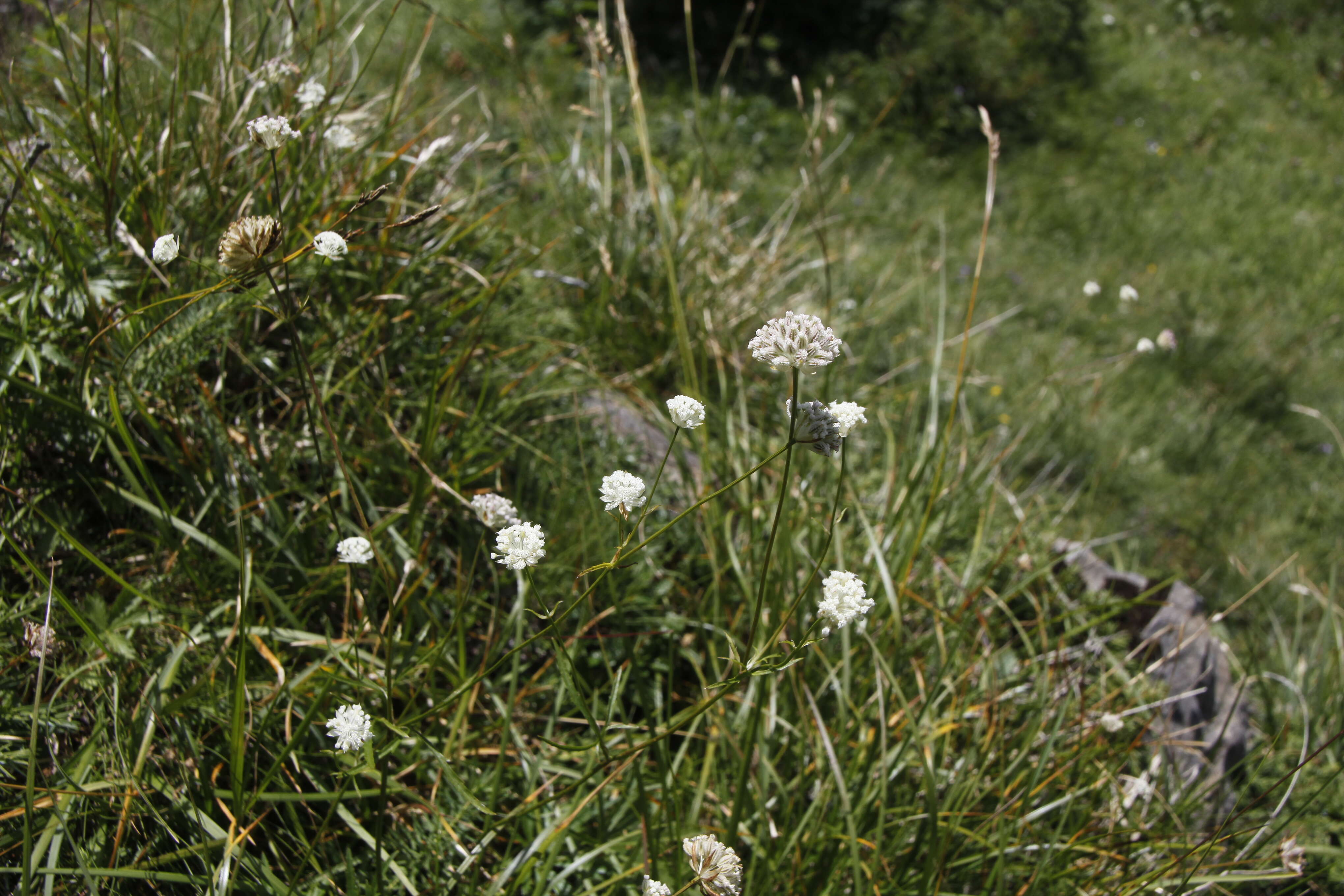 Imagem de Astrantia minor L.