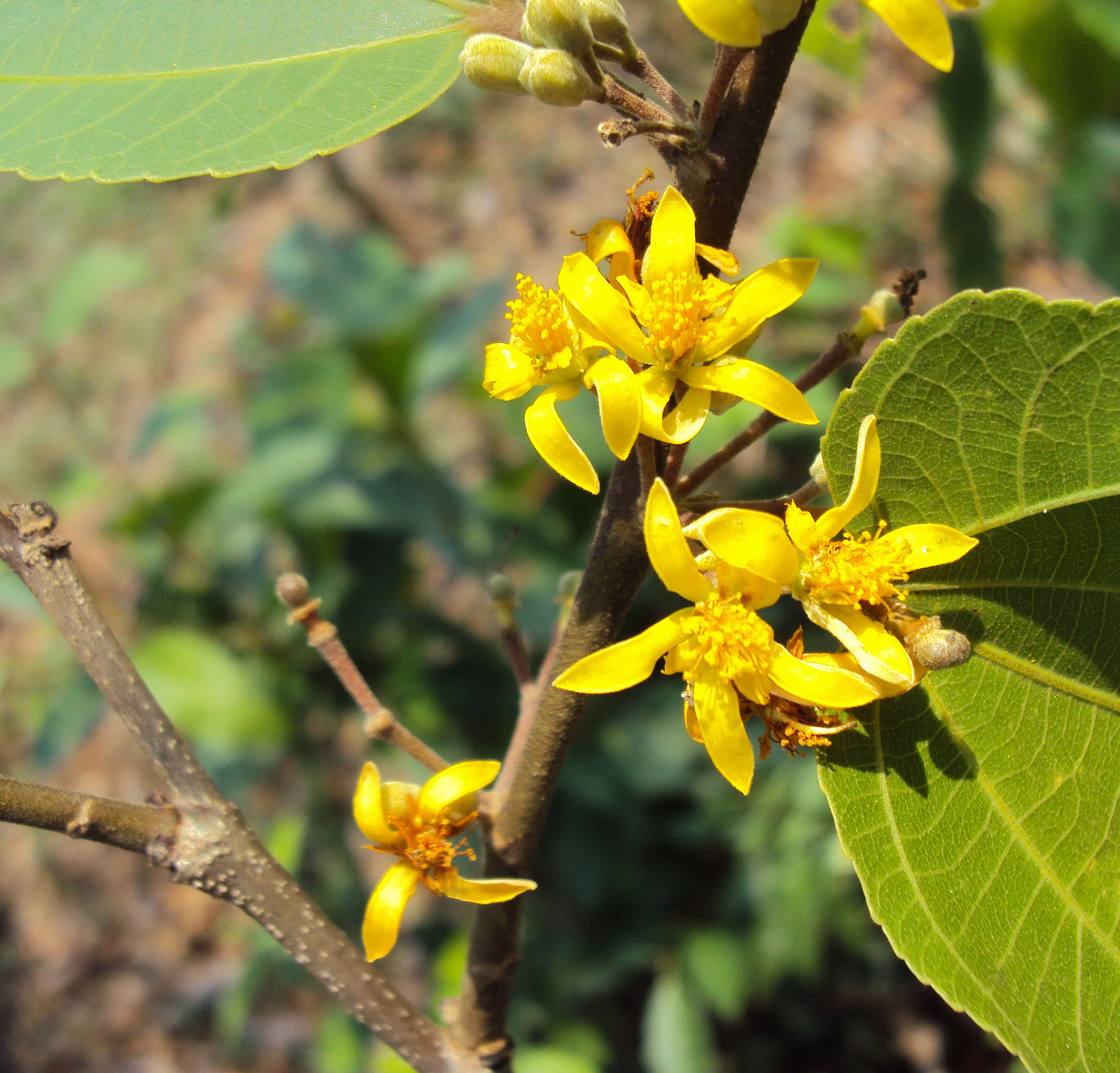 Image of Grewia tiliifolia Vahl