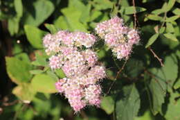 Image of Japanese meadowsweet