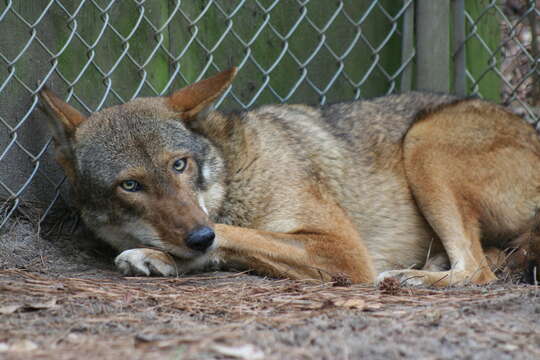 Image of Red wolf