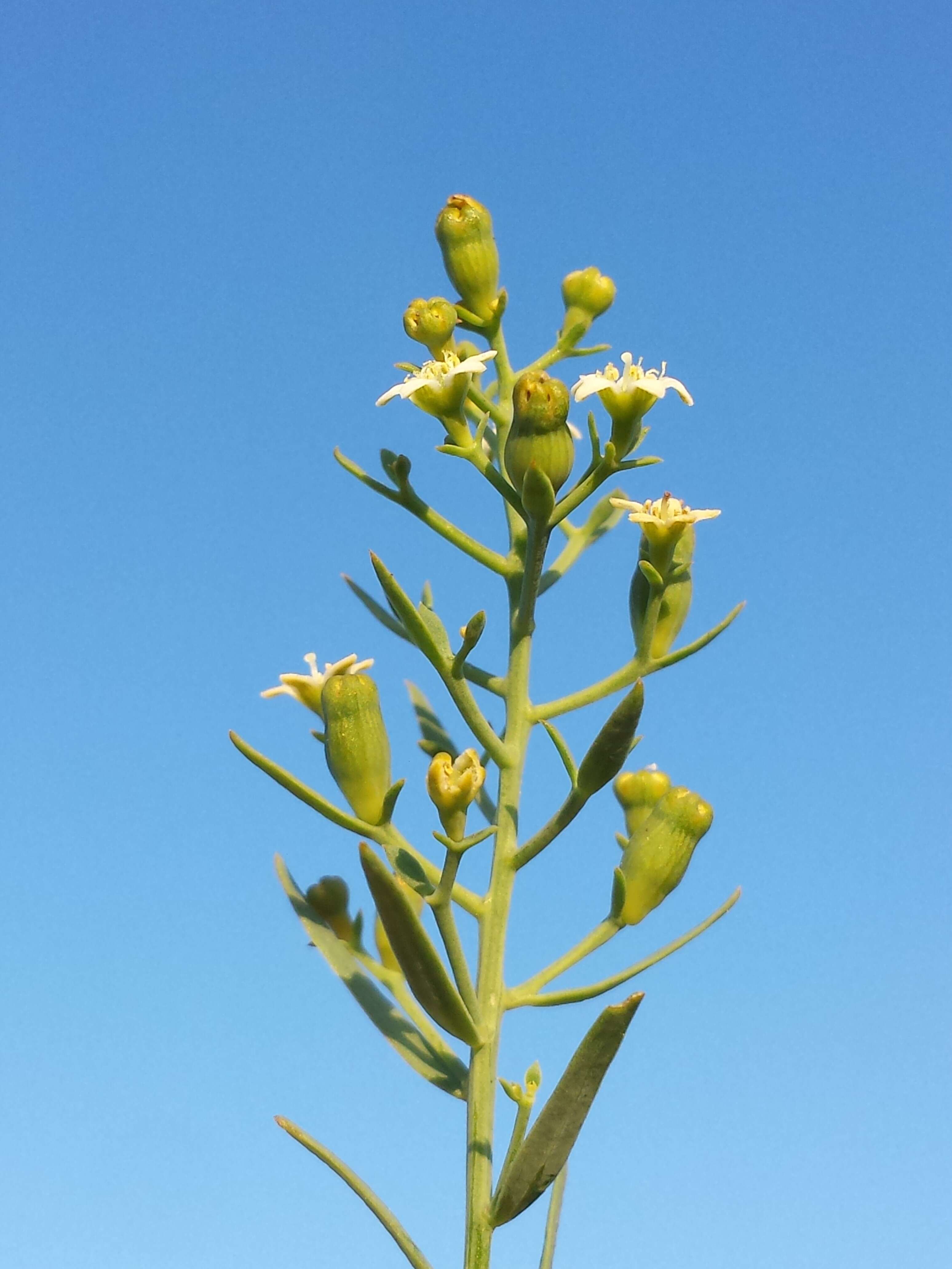 Image of flaxleaf