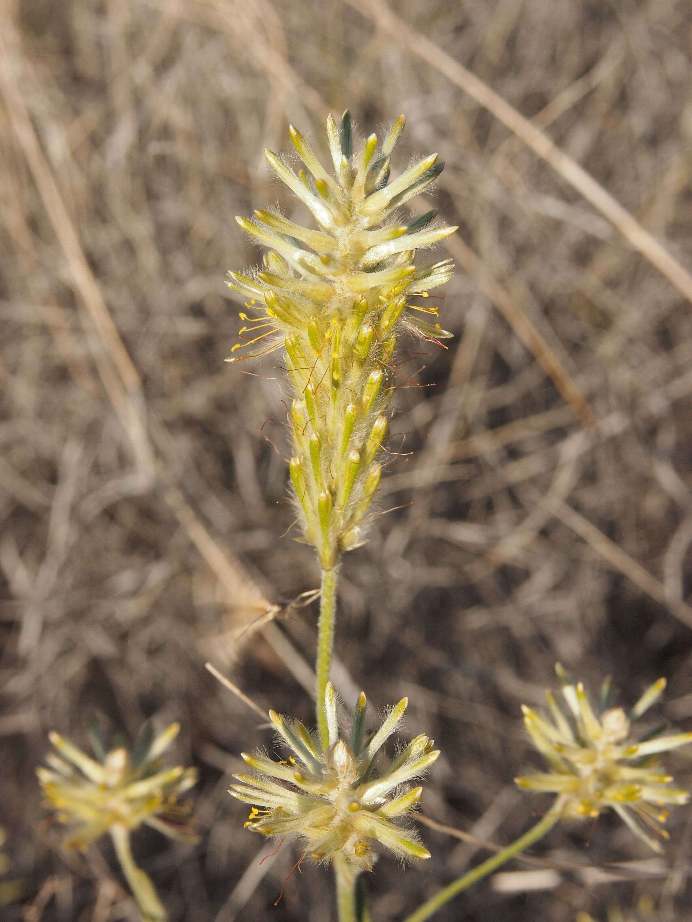 Ptilotus polystachyus (Gaudich.) F. Müll.的圖片