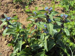 Image of Cross gentian