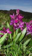 Image of Elder-flowered orchid