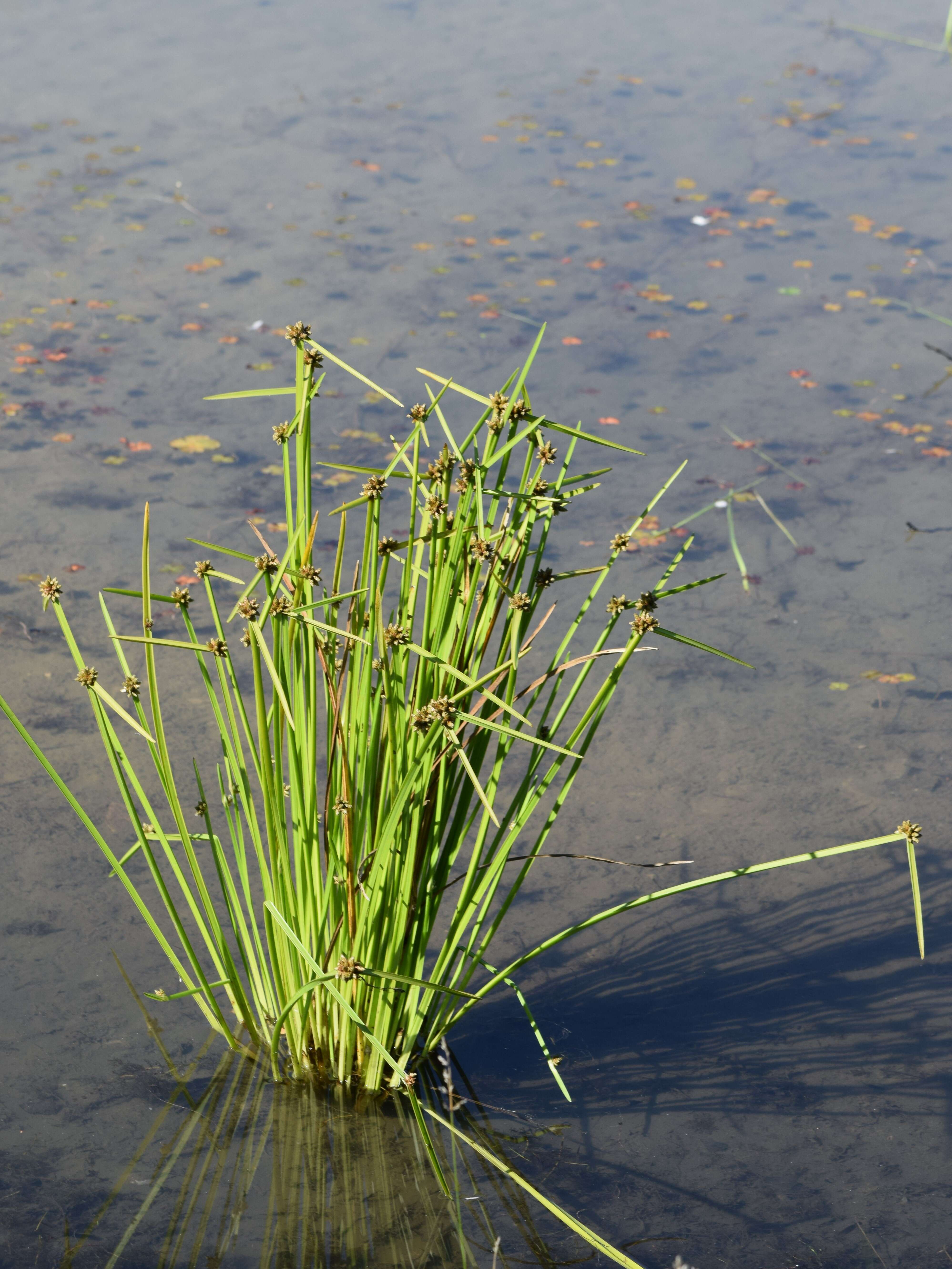 Sivun Schoenoplectiella mucronata (L.) J. Jung & H. K. Choi kuva