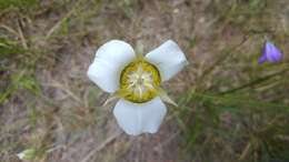 Calochortus gunnisonii S. Watson resmi