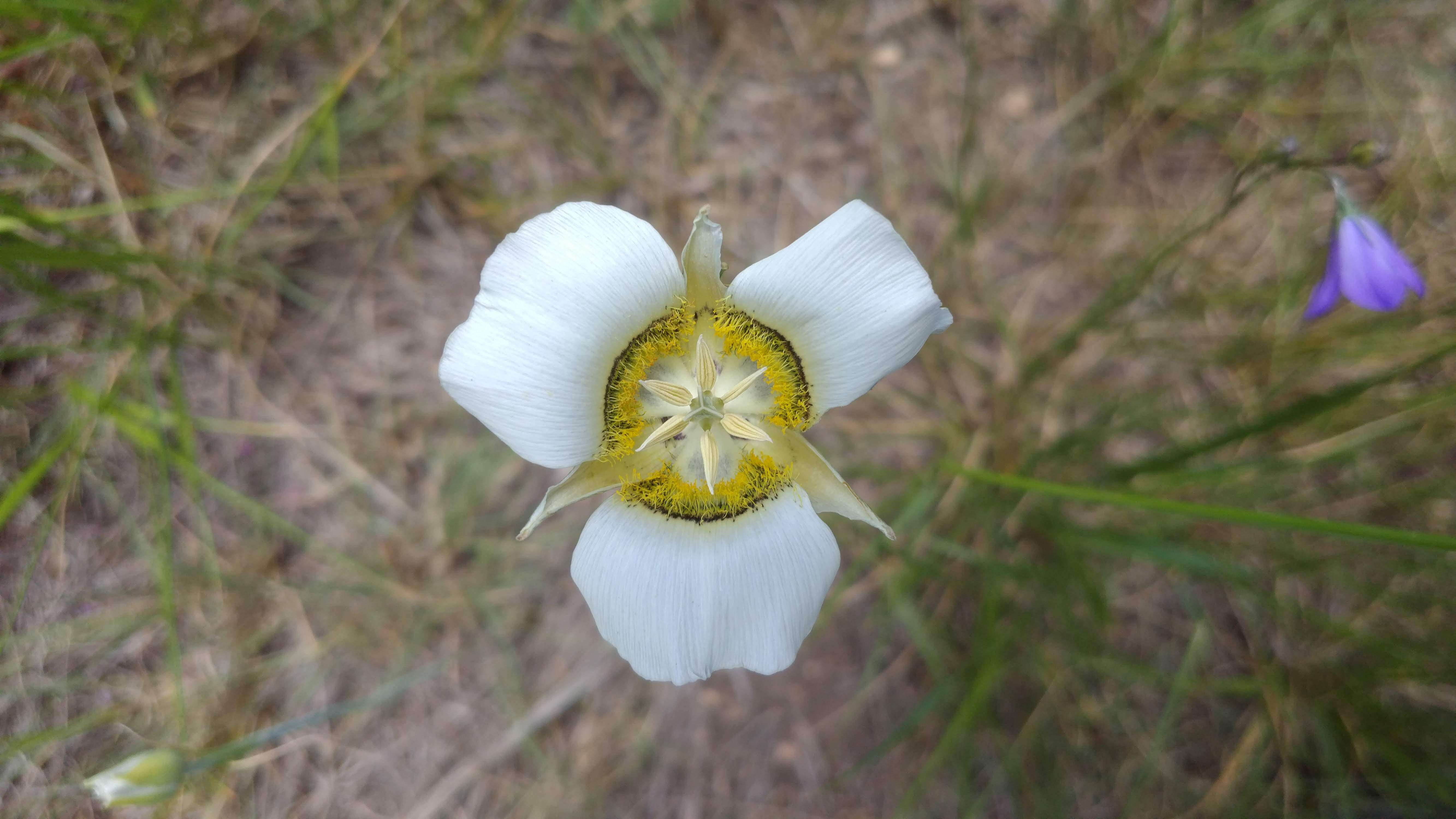 Calochortus gunnisonii S. Watson resmi