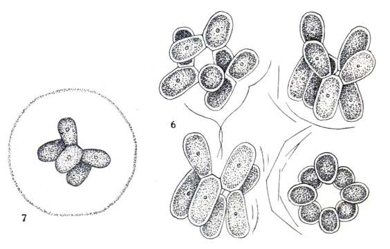 Image of Scenedesmus Meyen 1829