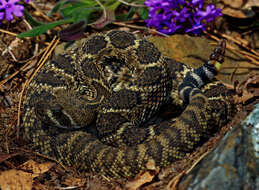 Image of Western Diamond-backed Rattlesnake