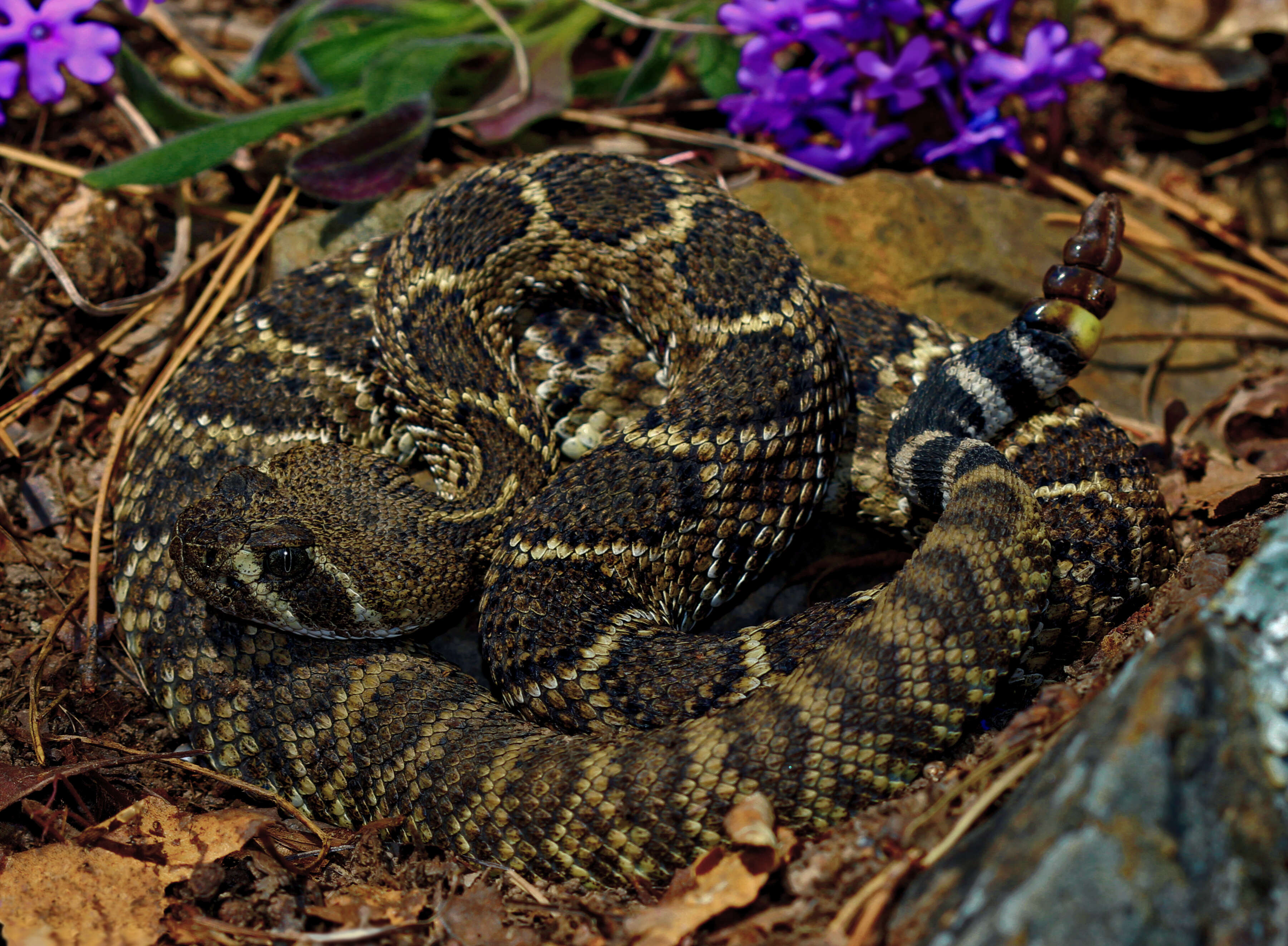 Image of Western Diamond-backed Rattlesnake