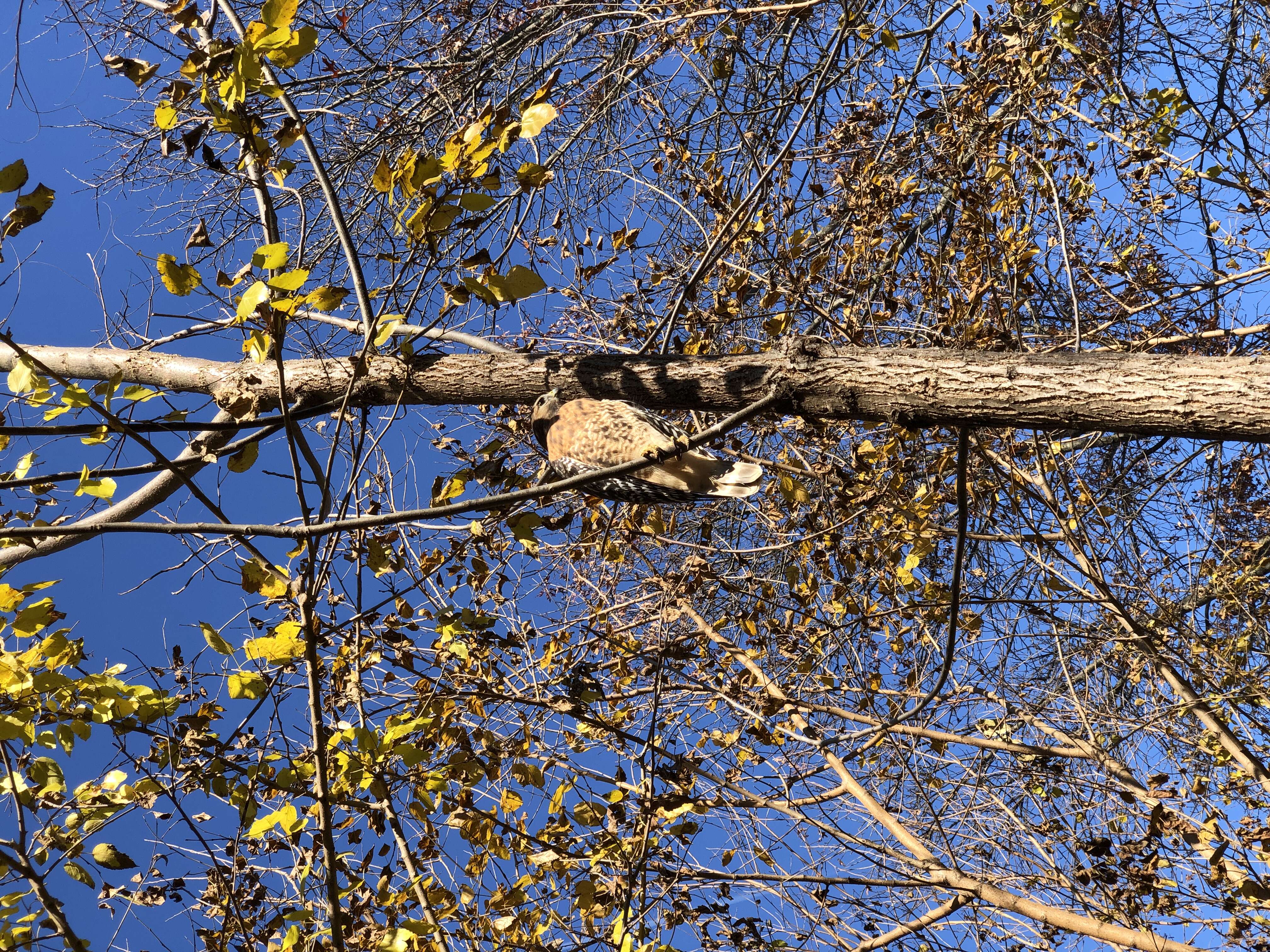 Image of Red-shouldered Hawk