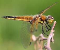 Image of Four-spotted Chaser