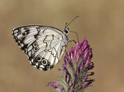 Image of Levantine Marbled White