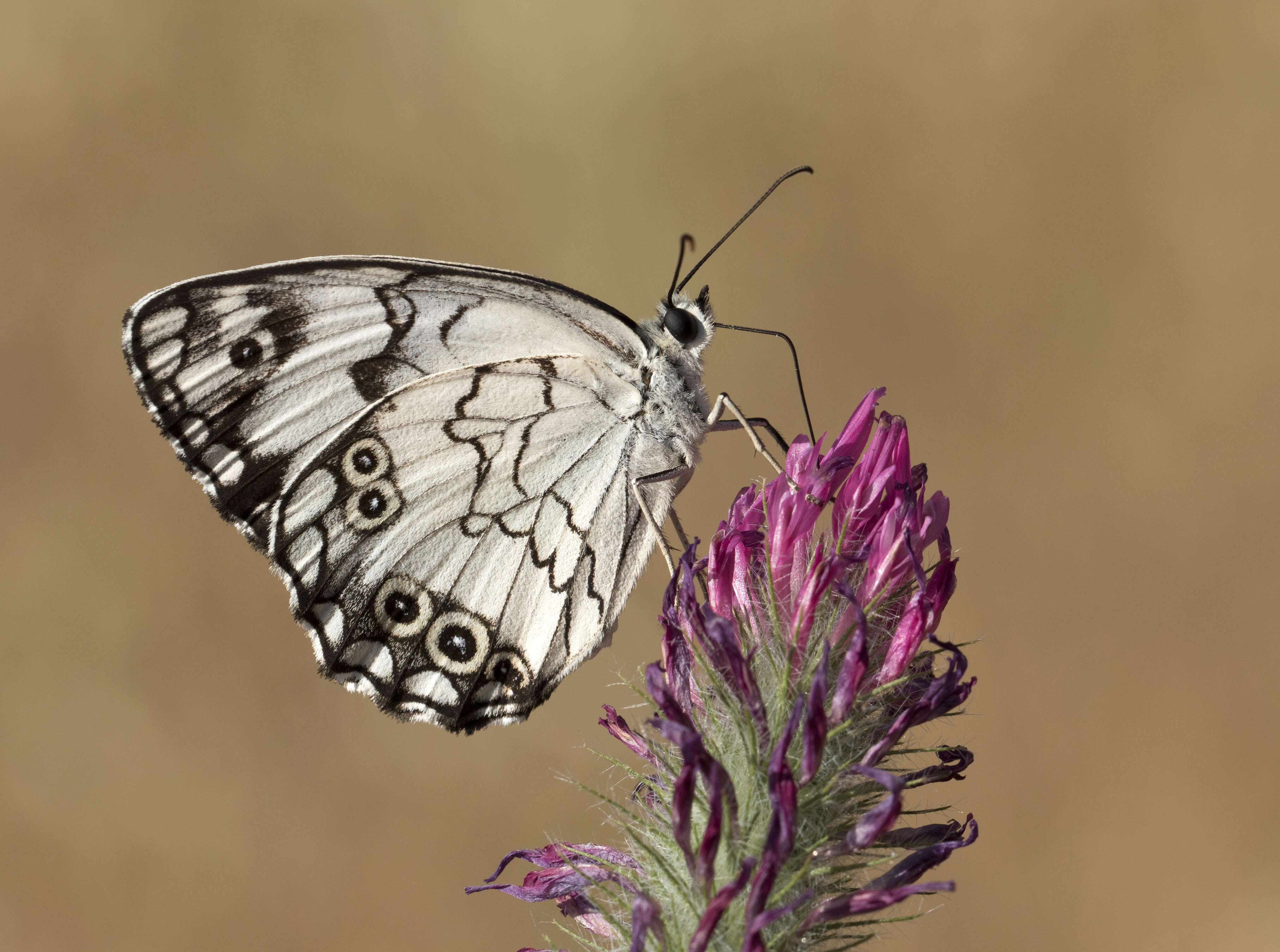 Image of Levantine Marbled White