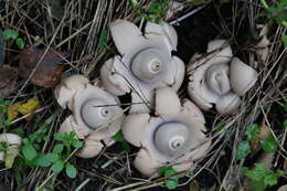 Image of Collared Earthstar