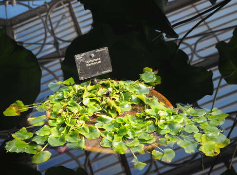 Image of Pygmy Rwandan waterlily