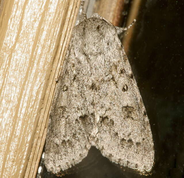 Image of Fingered Dagger Moth