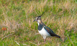 Image of Lapwing