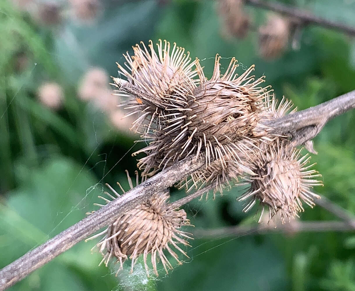 Plancia ëd Arctium minus (Hill) Bernh.