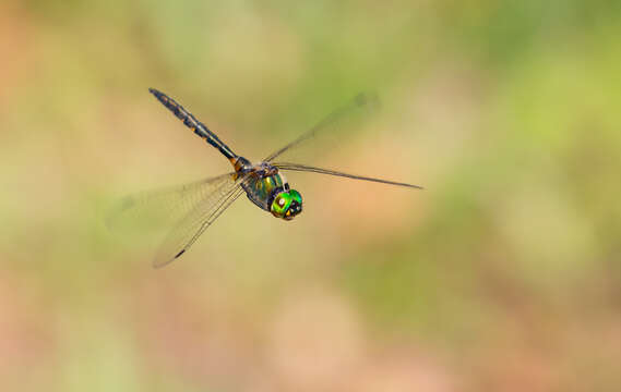 Image of Yellow-spotted Emerald