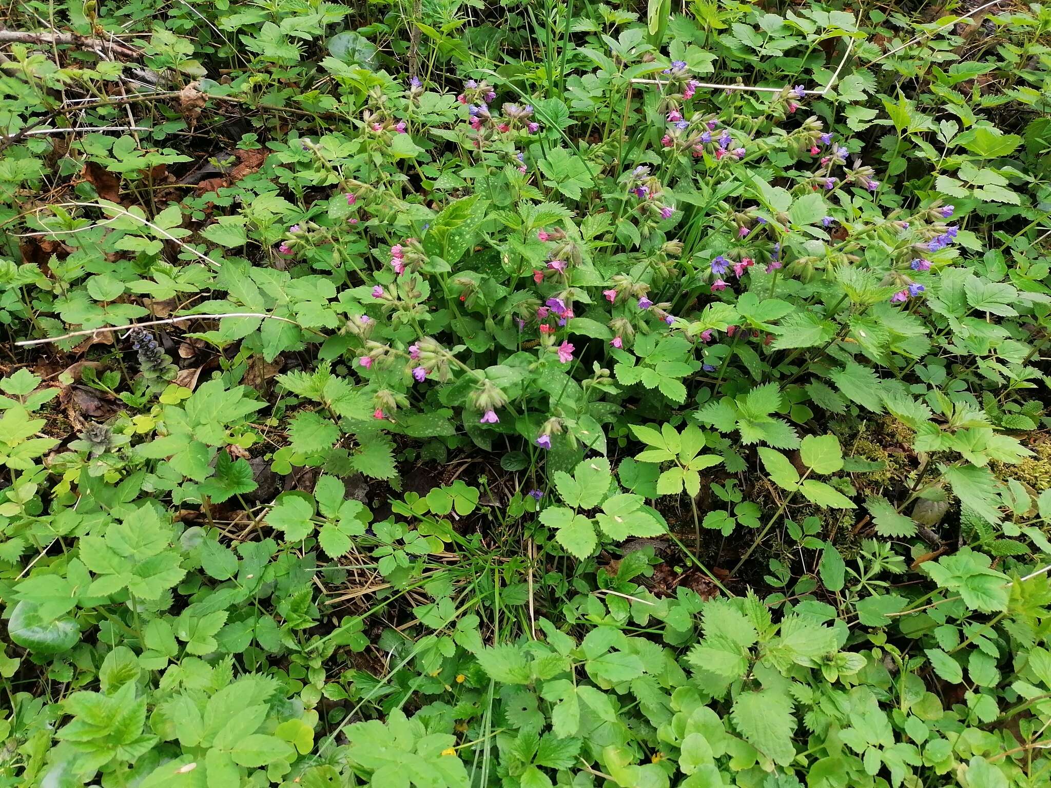 Image of Lungwort