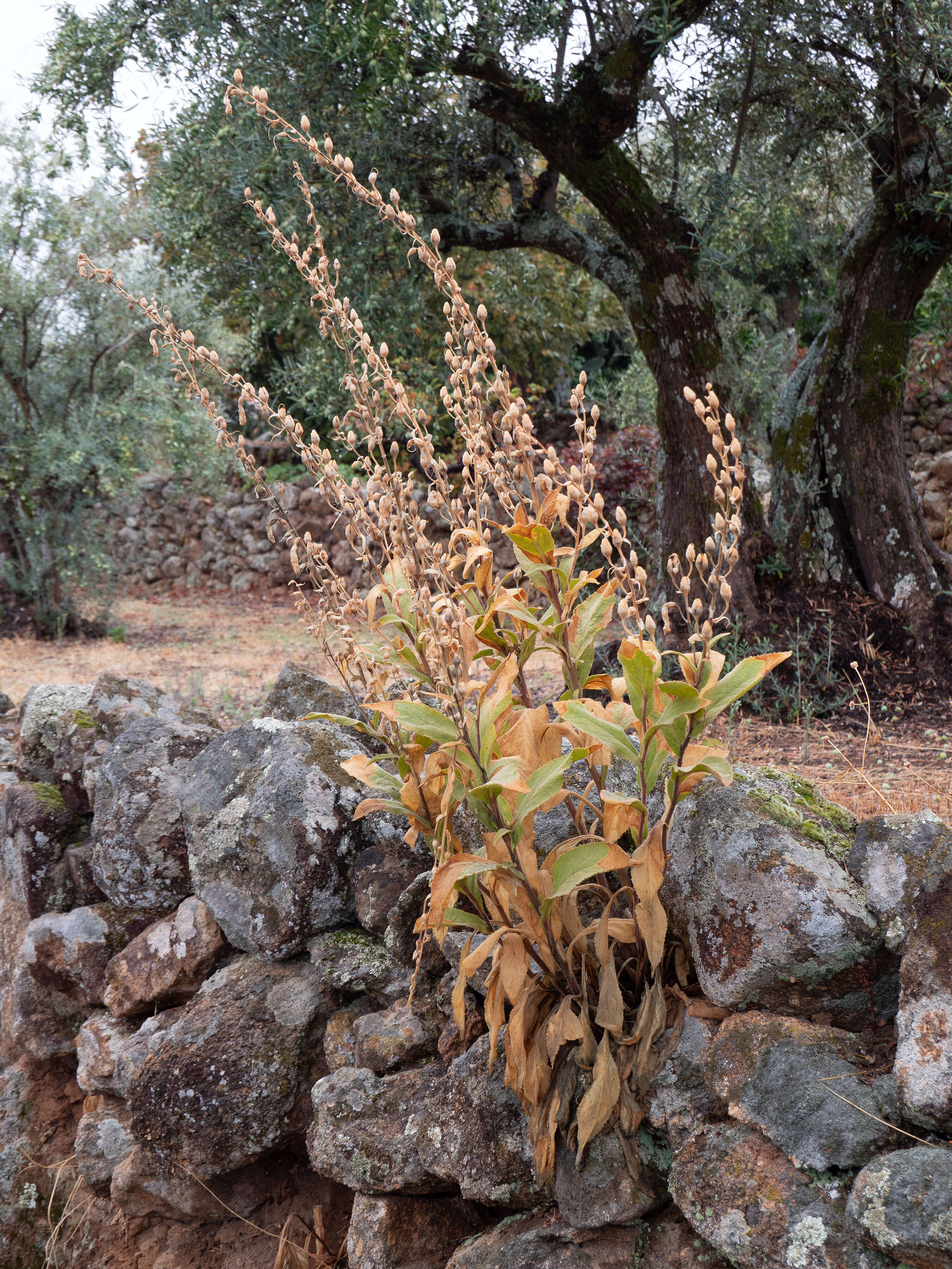 Image of Digitalis thapsi L.