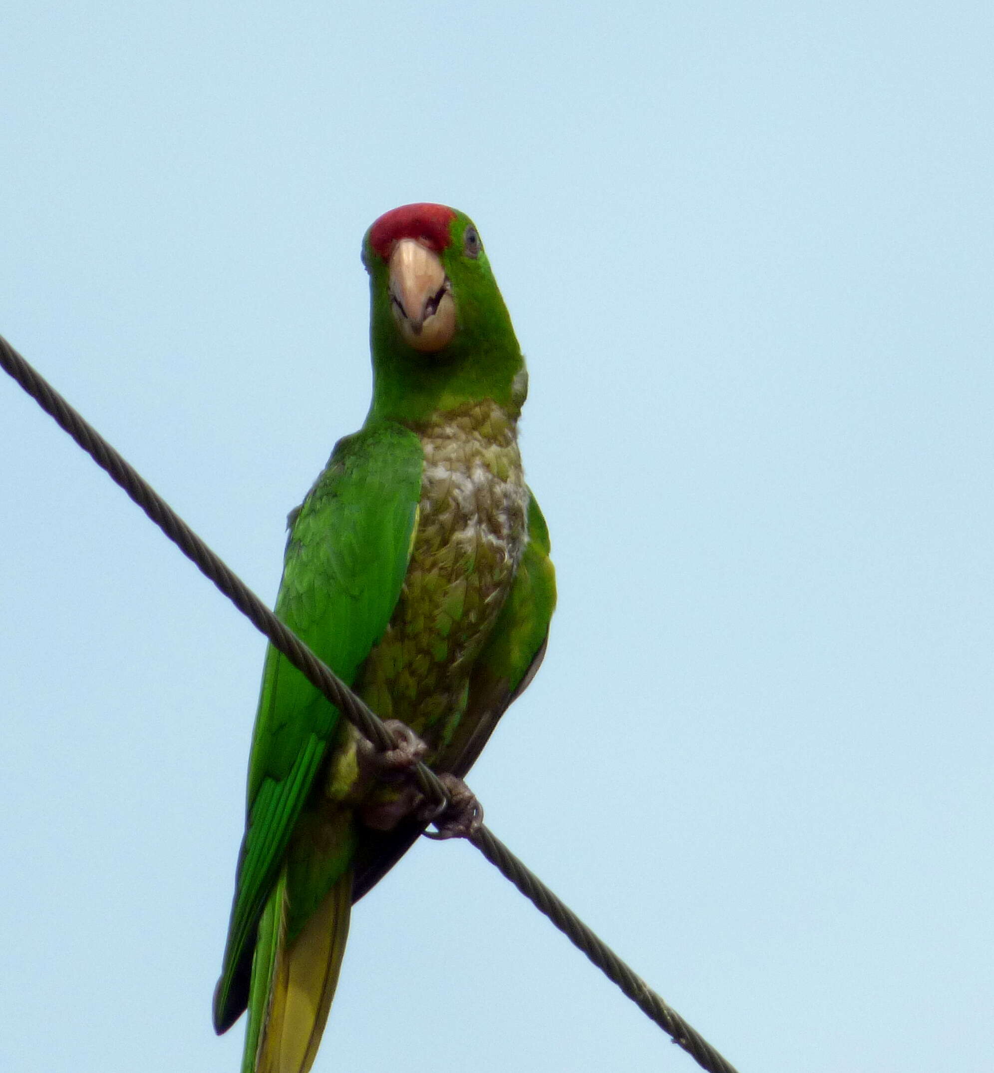 Image of Aratinga wagleri