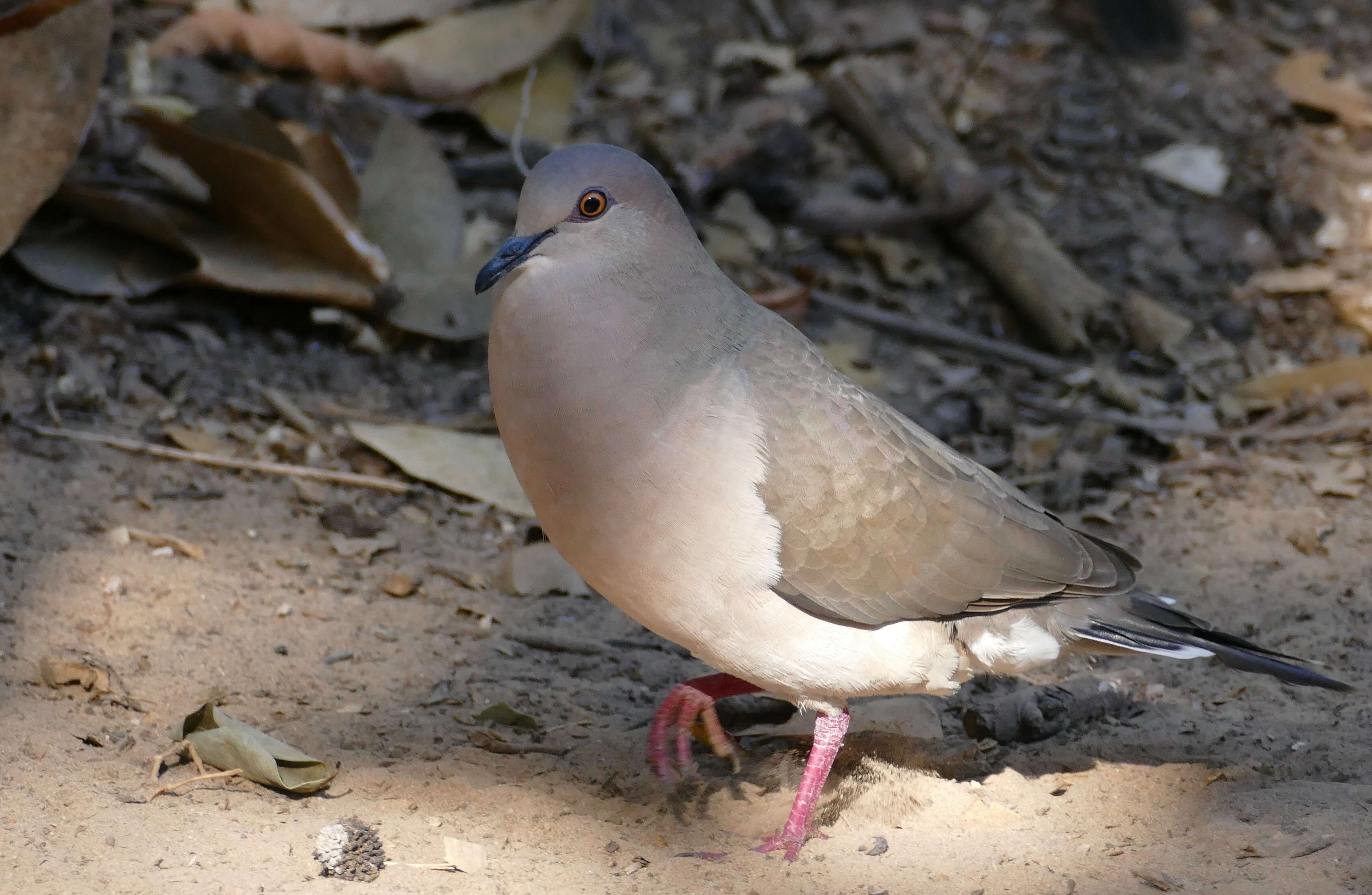 Image of White-tipped Dove