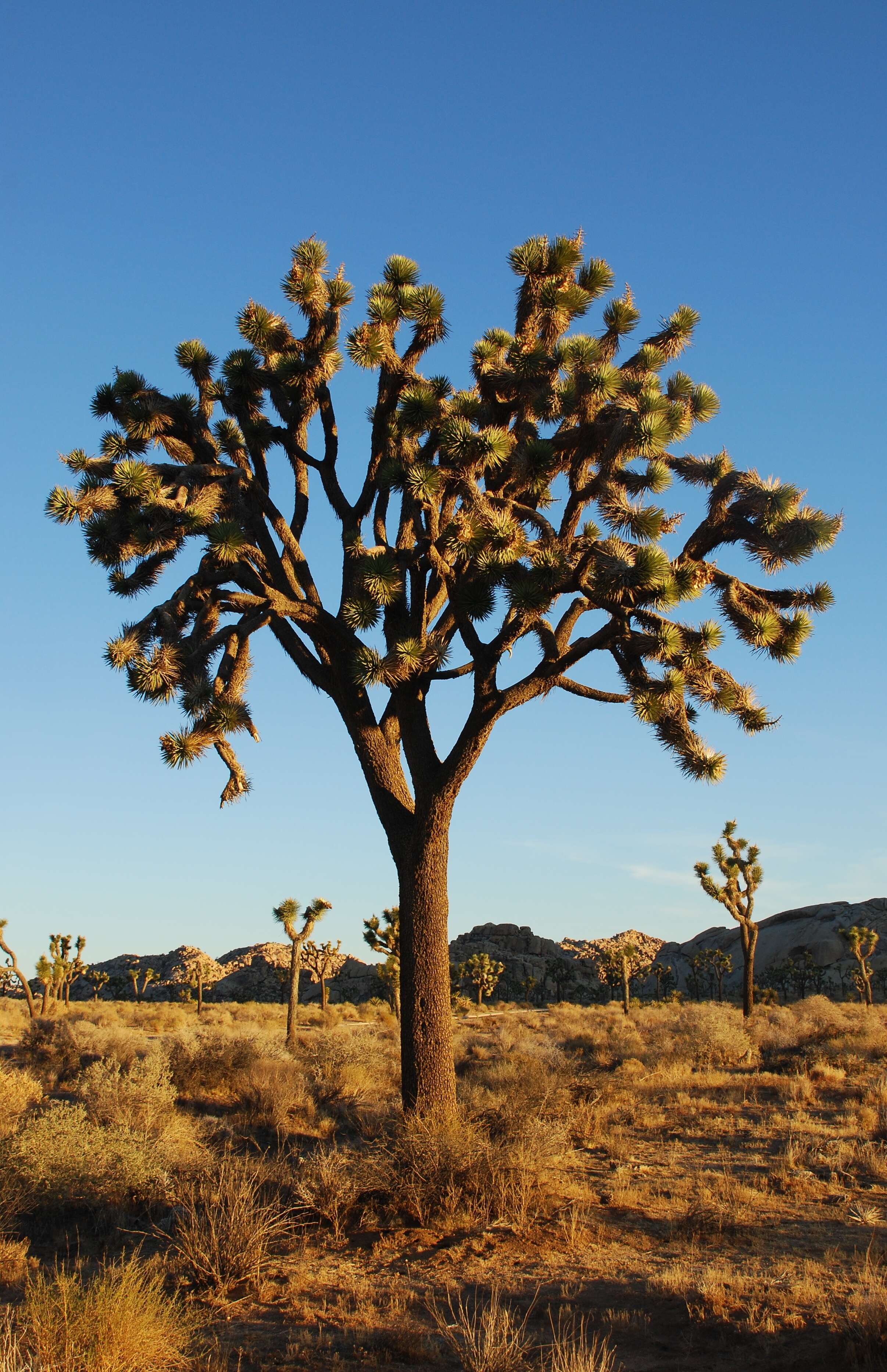 Слика од Yucca brevifolia Engelm.