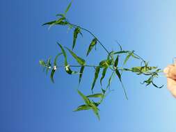 Image of common cow-wheat