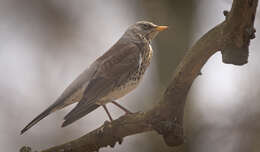 Image of Fieldfare