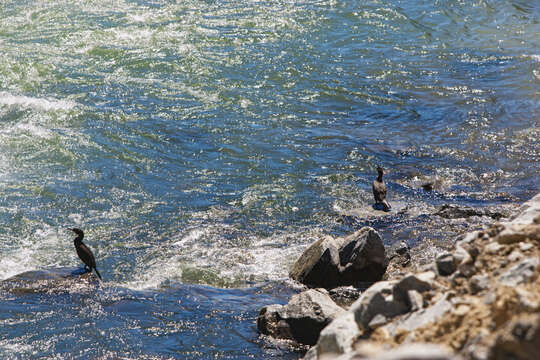 Image of Neotropic Cormorant