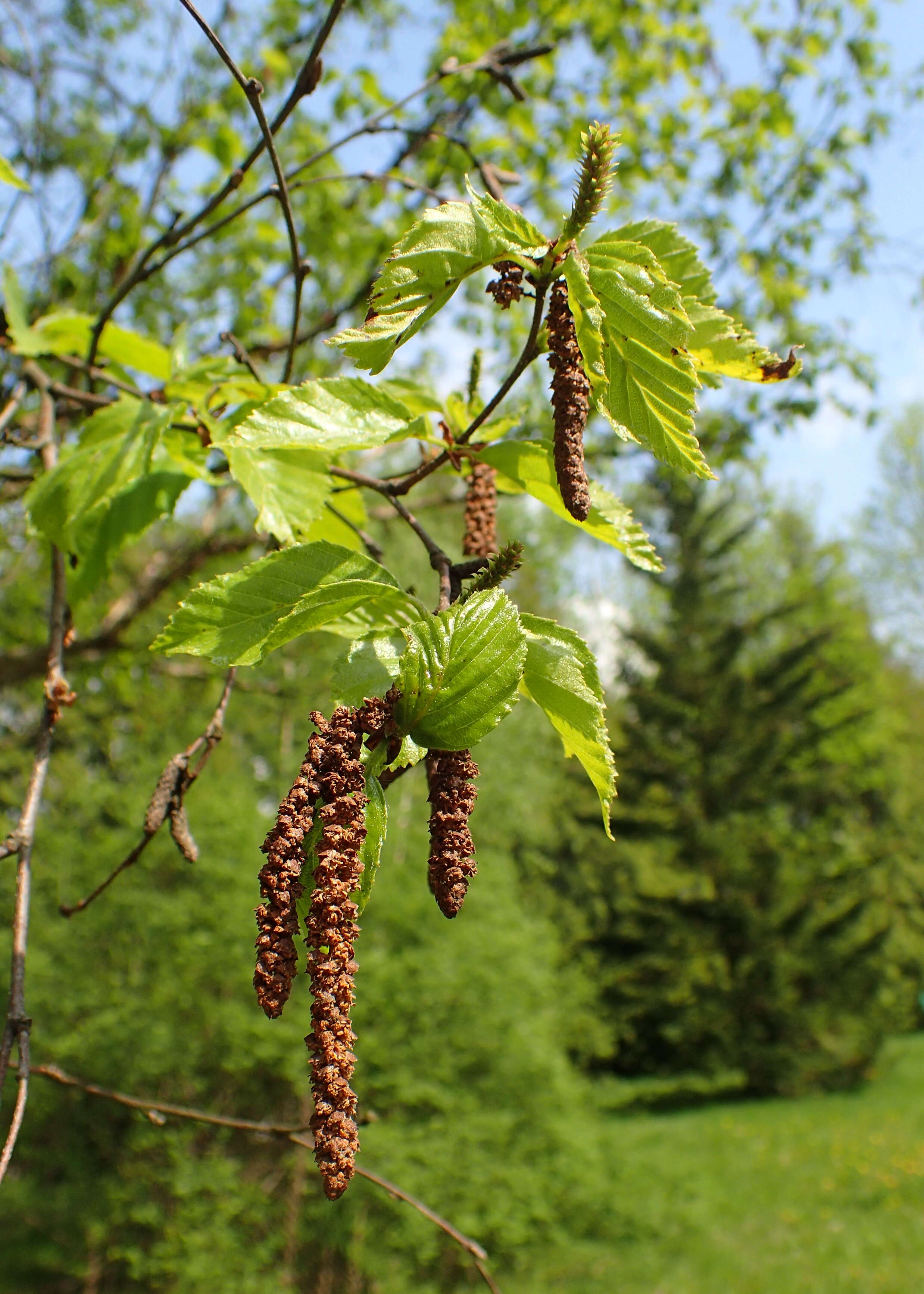 Imagem de Betula dahurica Pall.