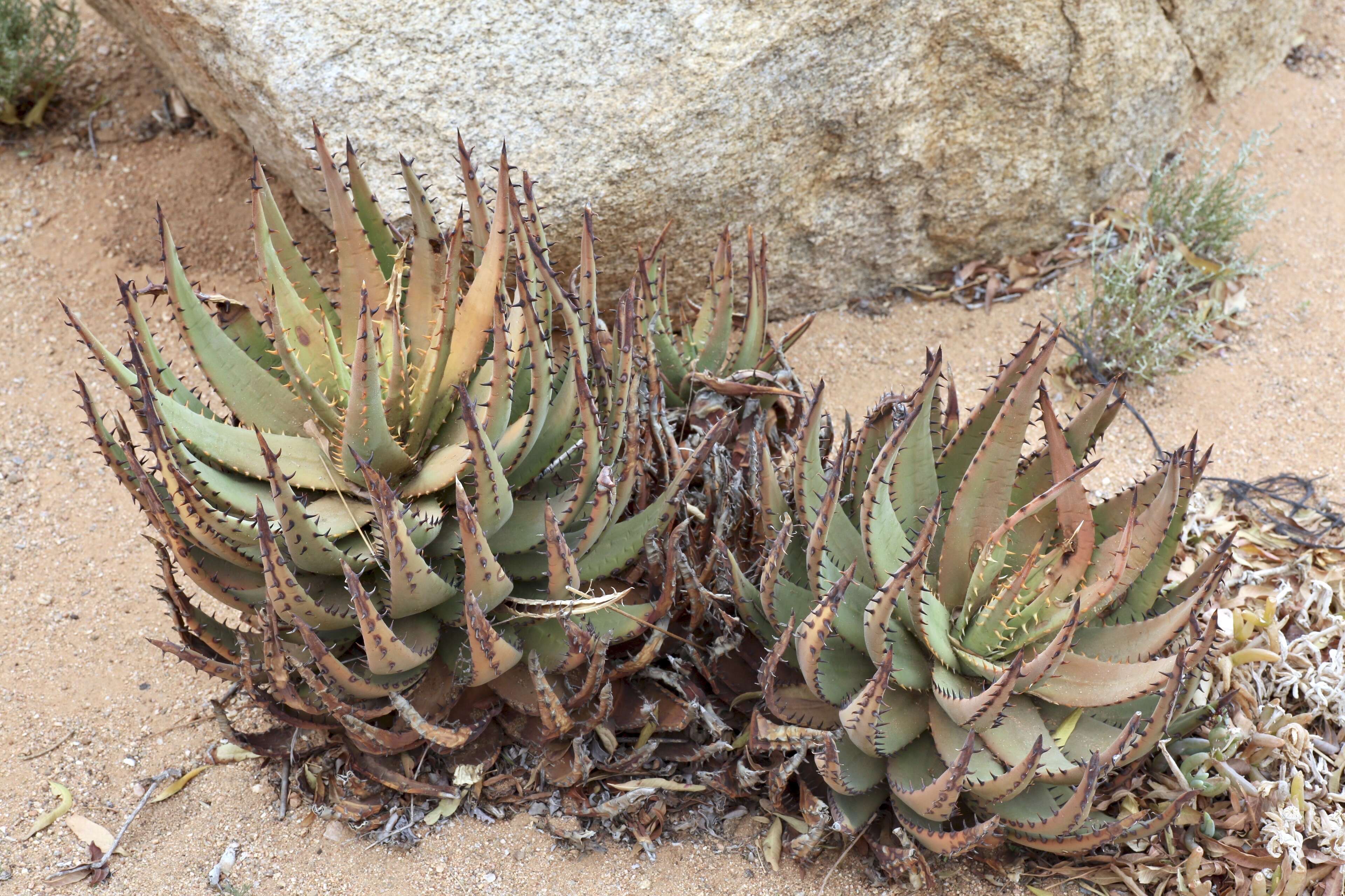 صورة Aloe melanacantha A. Berger