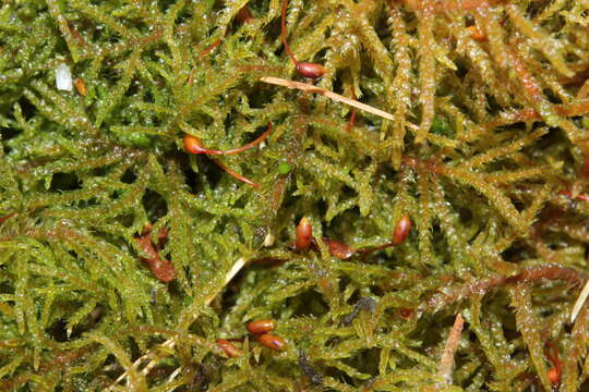 Image of hylocomiastrum moss