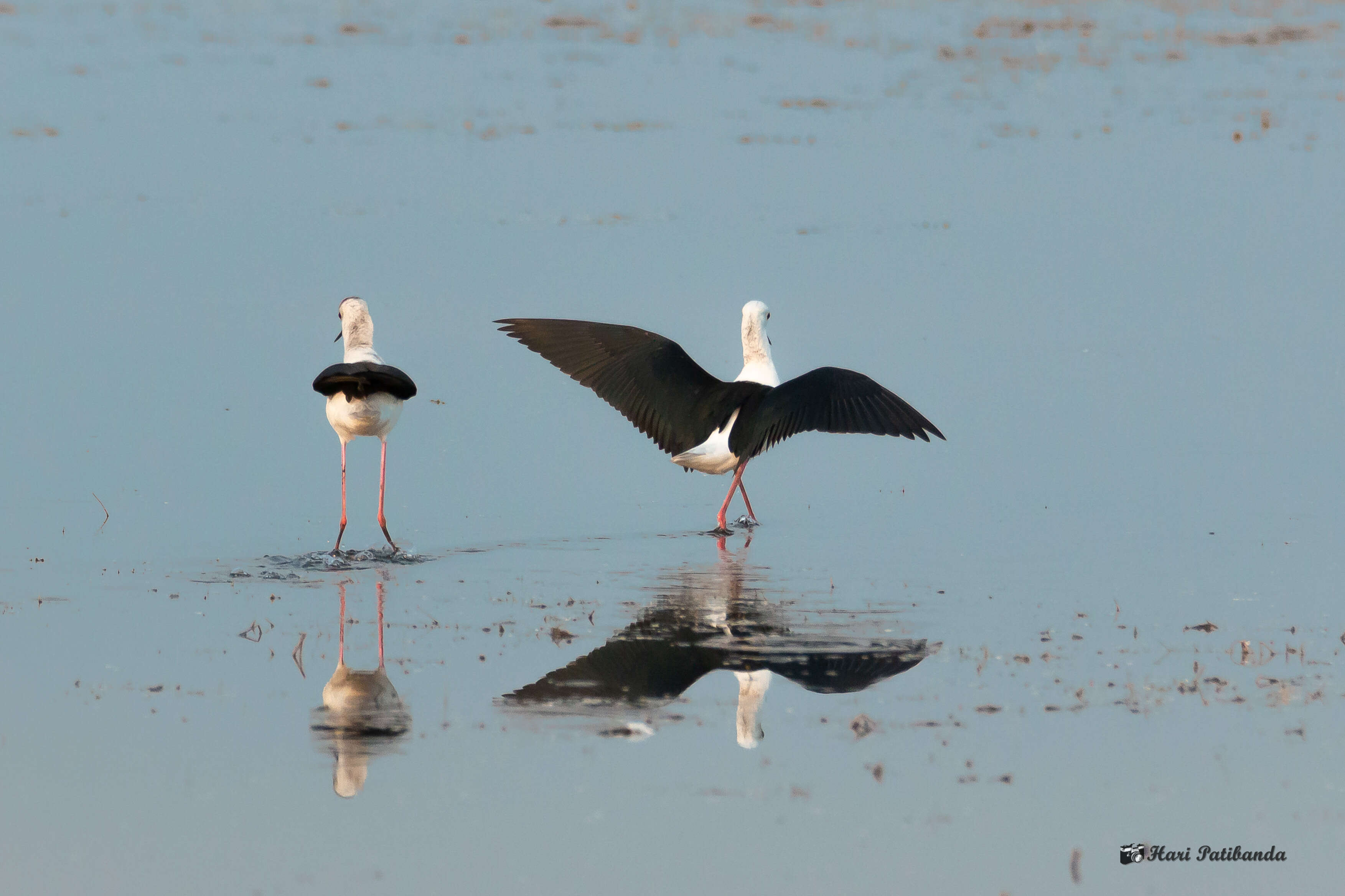 Image of Black-winged Stilt