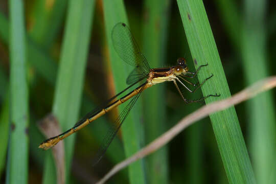 Image of Northern Spreadwing