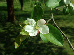 Image of Manchurian crab apple