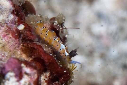 Image of Blacktip orange cerrata slug