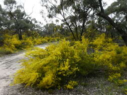 Image of gold-dust acacia