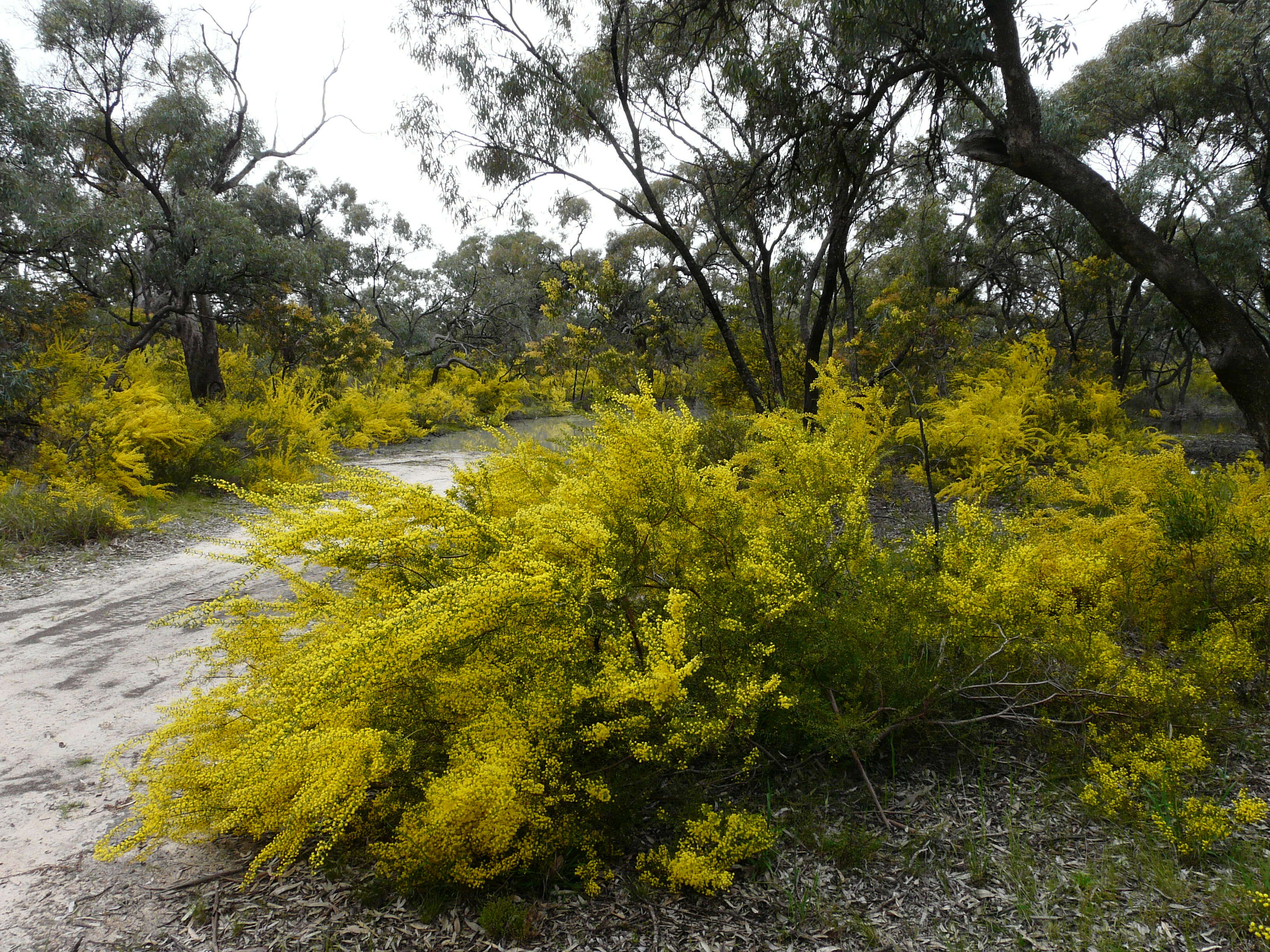 Image of gold-dust acacia