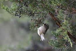 Image of Golden-crowned Kinglet